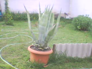 IMG506.jpg